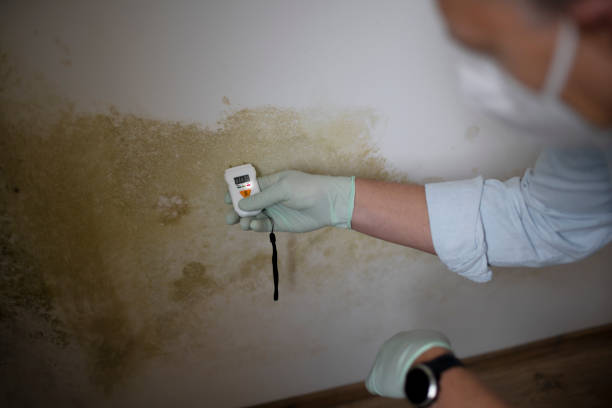 Certified Mold Removal in Boston Heights, OH