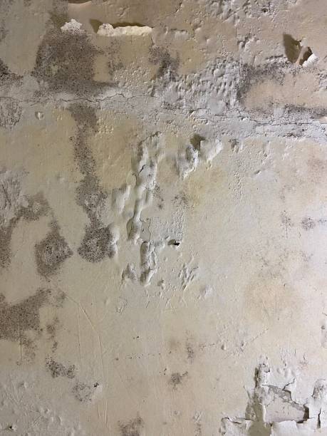 Best Black Mold Removal  in Boston Heights, OH