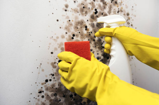 Best Emergency Mold Removal  in Boston Heights, OH