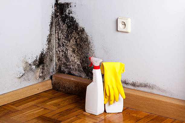 Best Toxic Mold Removal  in Boston Heights, OH