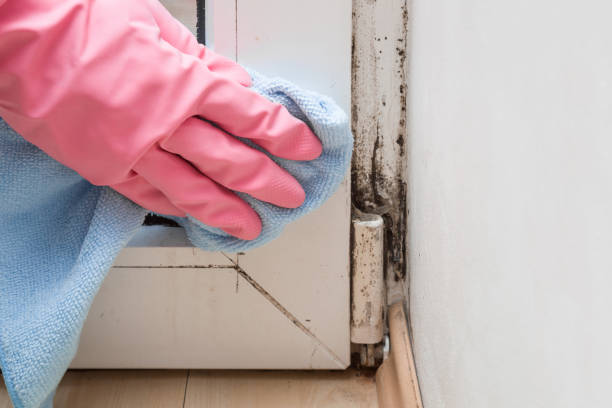 Best Office Mold Removal Services  in Boston Heights, OH