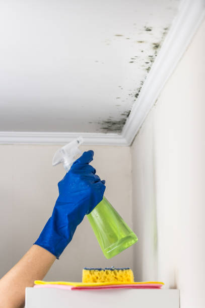 Best Attic Mold Removal  in Boston Heights, OH